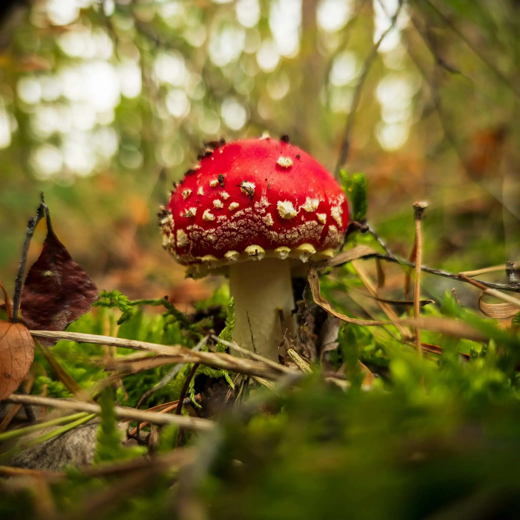 Ein leuchtend roter Pilz mit weißen Flecken steht prominent auf einem moosigen Waldboden, umgeben von trockenen Blättern und