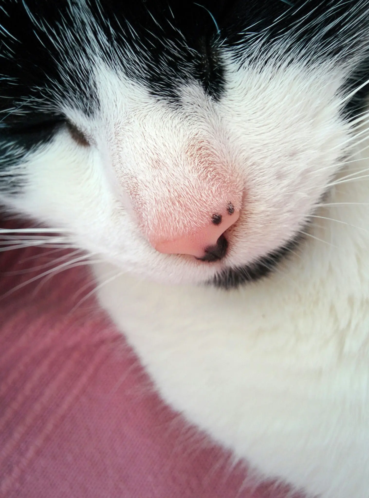 Una toma muy cercana y ligeramente borrosa de la cara de un gato blanco y negro. Sus ojos están cerrados y el enfoque está en
