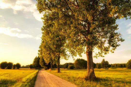 Ein Feldweg schlängelt sich sanft durch ein sonniges, grasbewachsenes Feld, das auf der rechten Seite von einer Reihe hoher