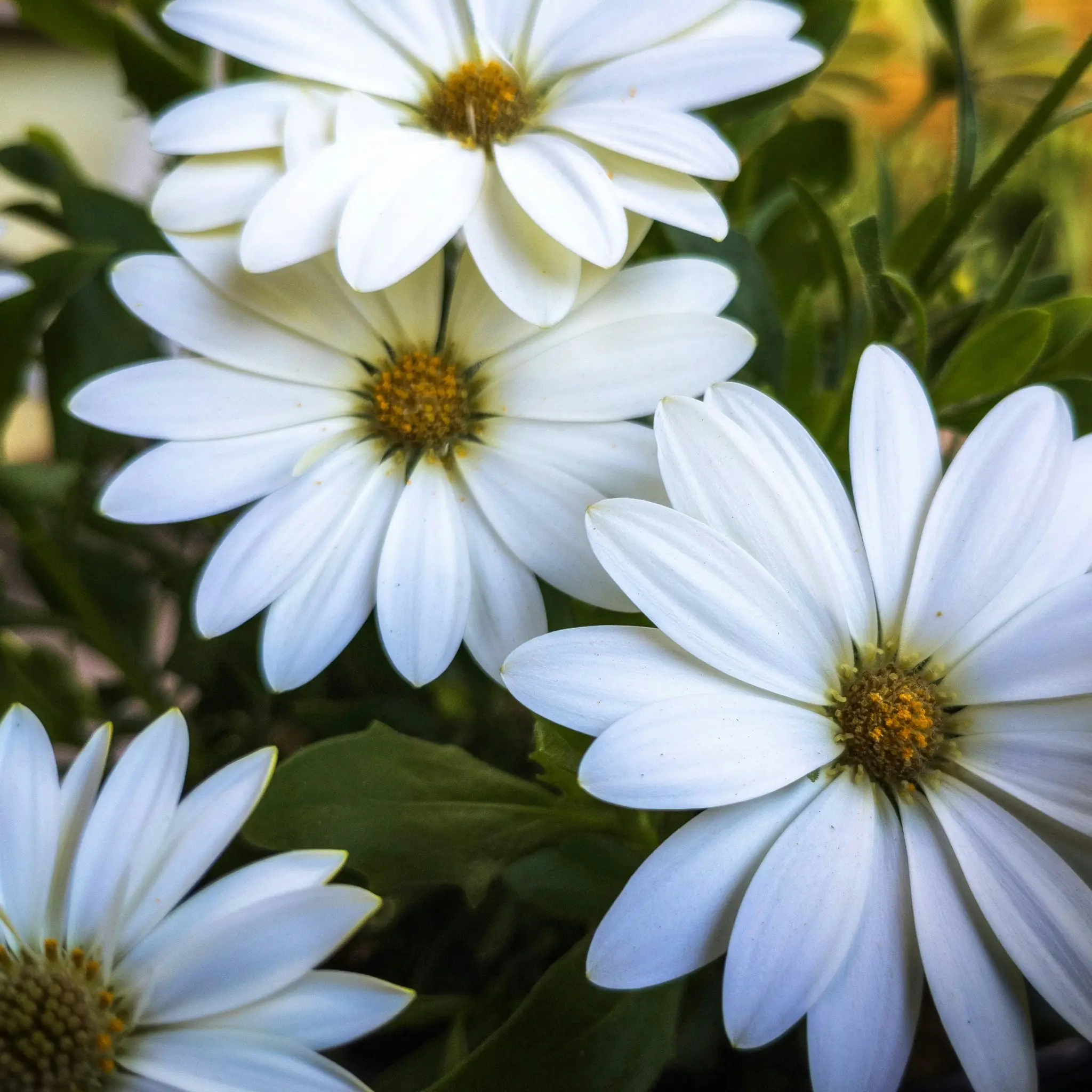 Ein lebendiges Nahaufnahme mehrerer weißer, gänseblümchenähnlicher Blumen mit leuchtend gelben Zentren, umgeben von