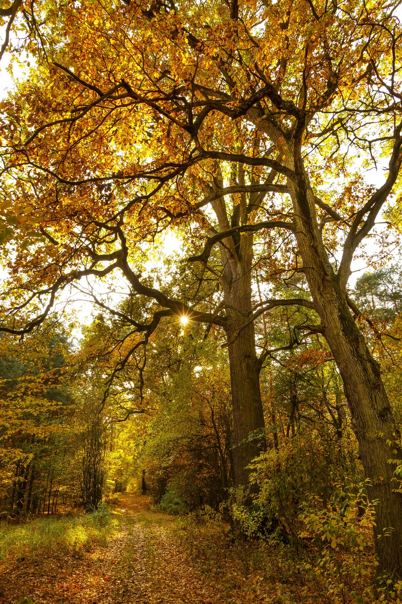 Ein sonnenbeschienener Waldweg im Herbst, bedeckt mit gefallenen orangefarbenen und gelben Blättern, mit hohen Bäumen, die