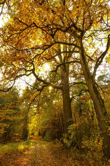 Ein sonnenbeschienener Waldweg im Herbst, bedeckt mit gefallenen orangefarbenen und gelben Blättern, mit hohen Bäumen, die