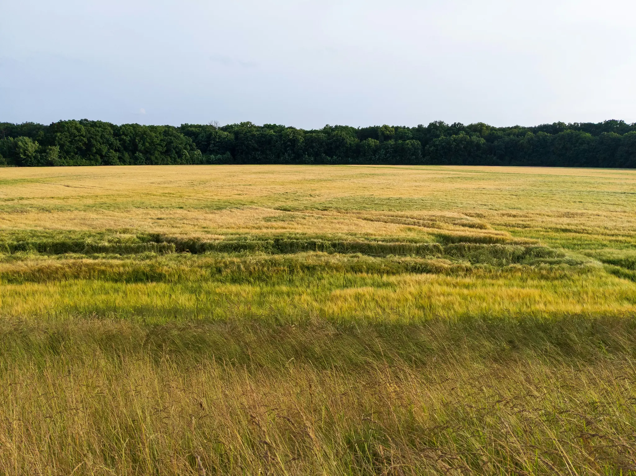 Breite Landschaftsaufnahme eines Feldes mit goldenen und grünen Feldfrüchten, einige abgeflacht, die zu einem dunkelgrünen