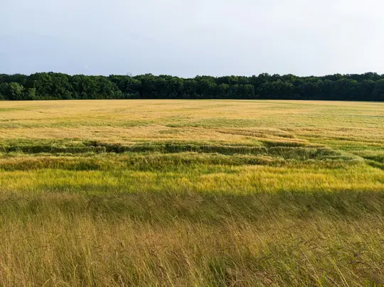 Una amplia foto de paisaje de un campo con cultivos dorados y verdes, algunos aplastados, que conducen a un bosque verde