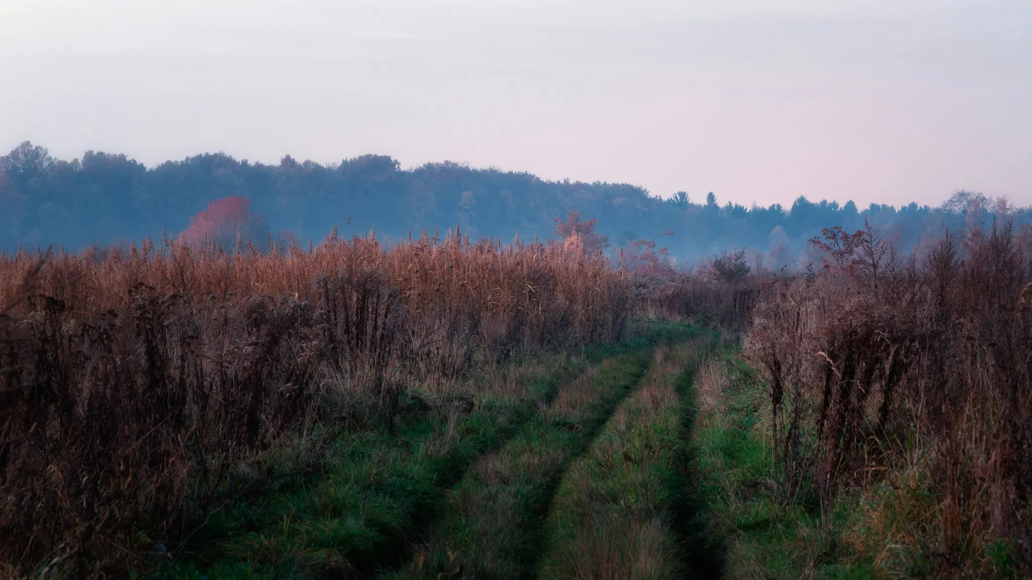Breite Landschaftsaufnahme zeigt einen grasbewachsenen Weg, der durch ein Feld mit hohem, trockenem braunem und grünem