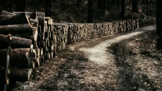 Una pila larga y ordenada de troncos cortados discurre junto a un sinuoso camino de tierra a través de un bosque oscuro y