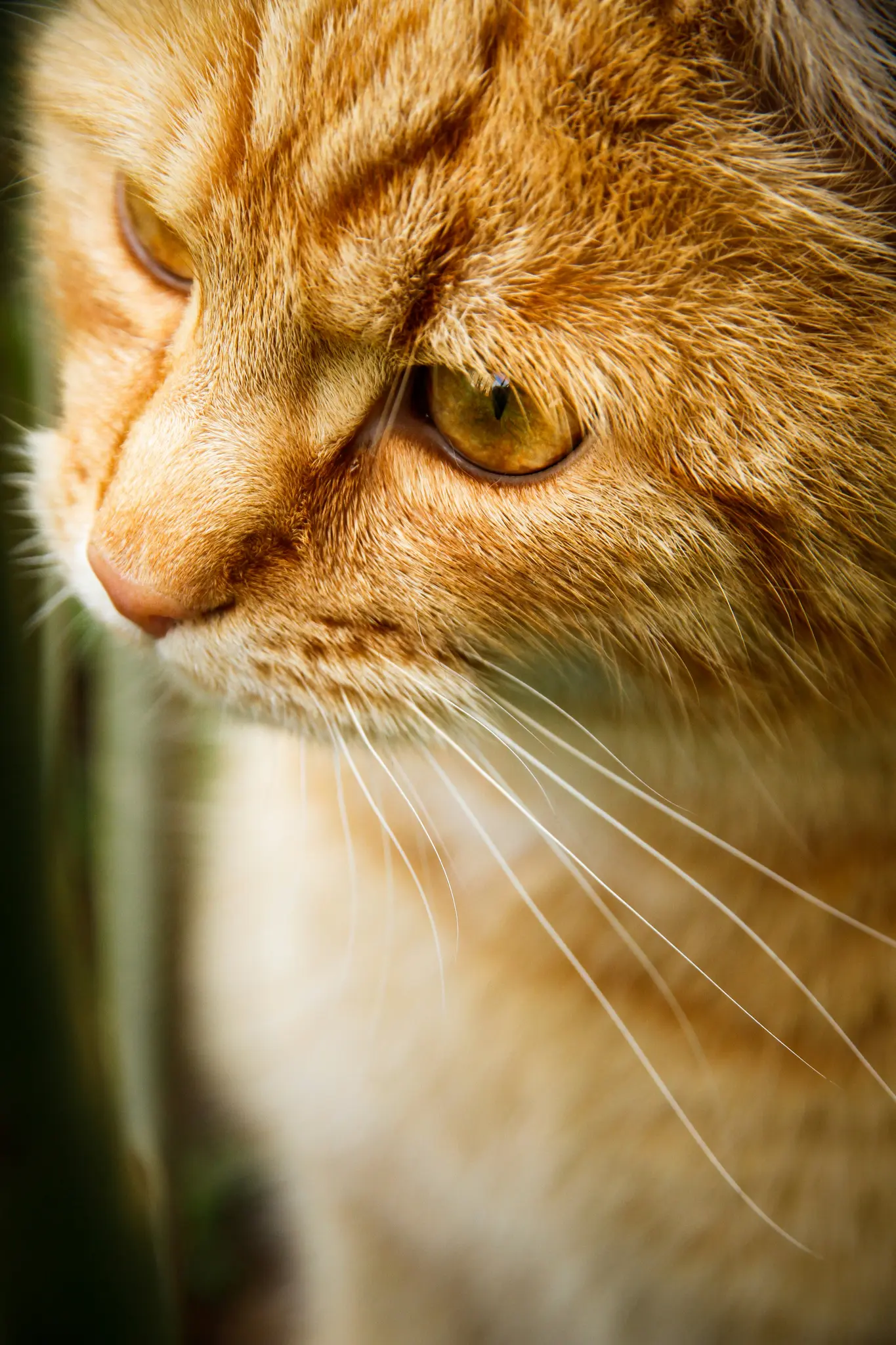 A very close-up, detailed shot of an orange tabby cat's face, showing its golden eye, pink nose, and long white whiskers.