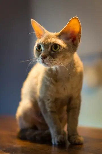 Un gato marrón claro con orejas grandes y translúcidas y ojos verde brillante se sienta sobre una superficie de madera