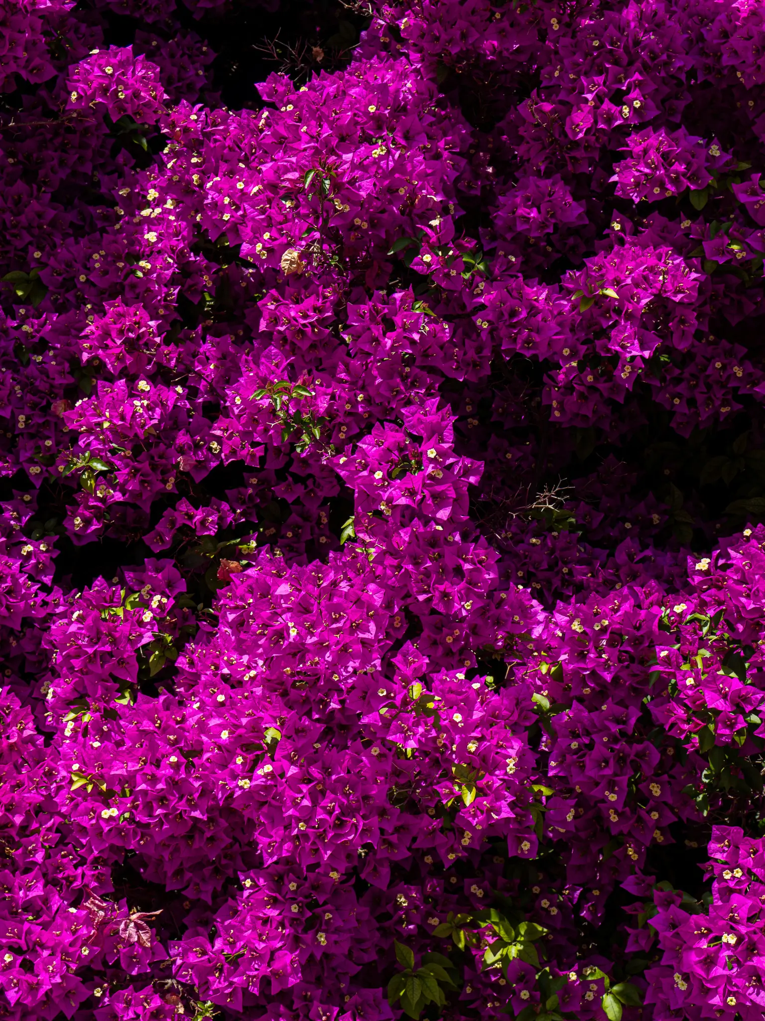 Un primer plano, toma de fotograma completo de una masa densa de flores de buganvilla magenta vibrantes con pequeñas hojas