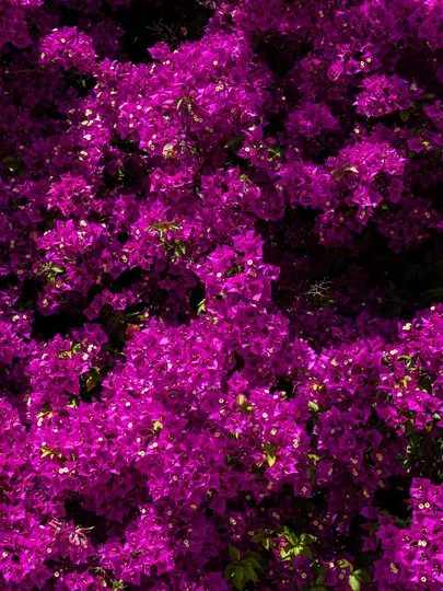 Un primo piano, scatto a tutto campo di una massa densa di fiori di bougainvillea magenta vibranti con piccole foglie verdi e