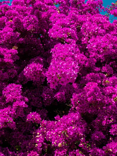 Una toma de primer plano de una masa densa de flores de buganvilla magenta brillante, con pequeñas áreas visibles de cielo