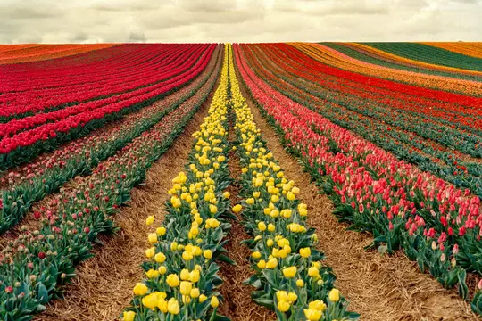 Széles tájfelvétel egy hatalmas tulipánmezőről, vörös, sárga, narancssárga és rózsaszín tulipánsorokkal, amelyek a horizontig