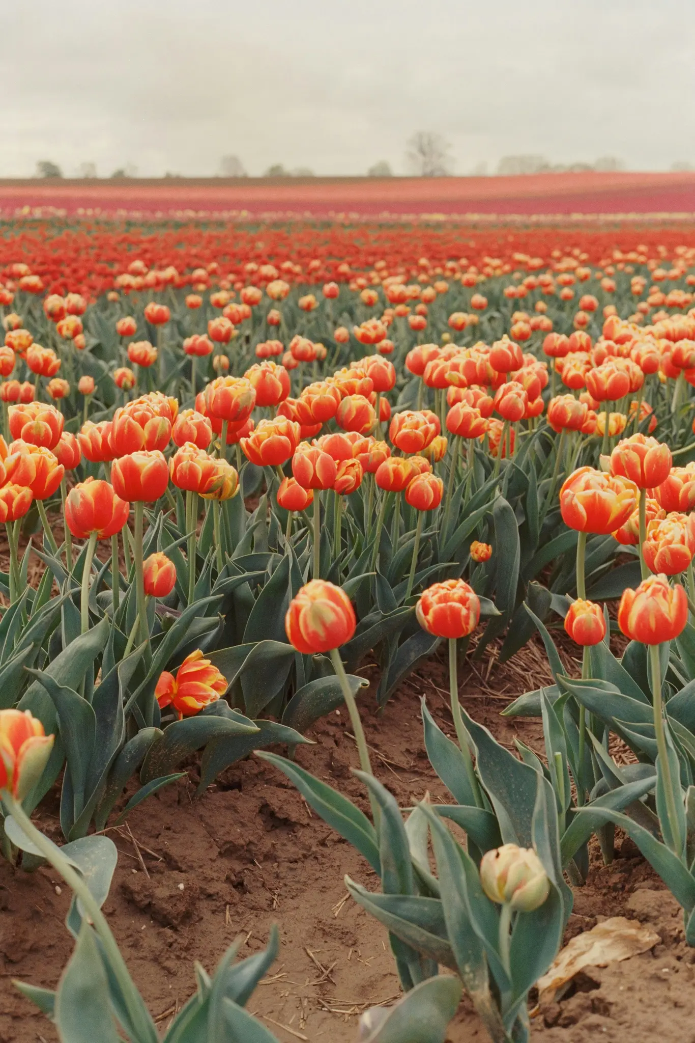 Široký záběr tulipánového pole s řadami oranžových a červených tulipánů táhnoucích se k obzoru pod šedou, zataženou oblohou.