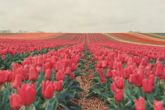 Široká krajinářská fotografie zobrazuje nekonečné řady zářivě červených tulipánů táhnoucích se do dálky pod měkkou, zataženou