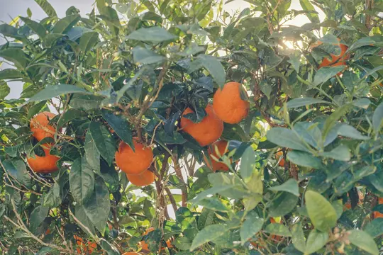 Živá detailní fotografie oranžovníku, ukazující četné zralé, jasně oranžové plody mezi svěže zelenými listy.
