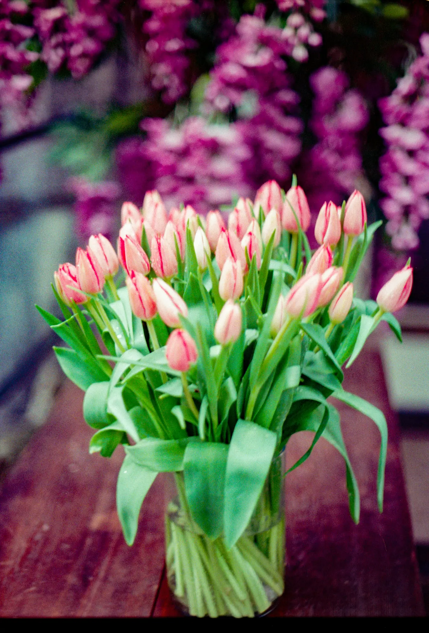Živý buket uzavřených růžových a bílých tulipánů se zelenými stonky v průhledné skleněné váze na tmavém dřevěném stole. Obraz