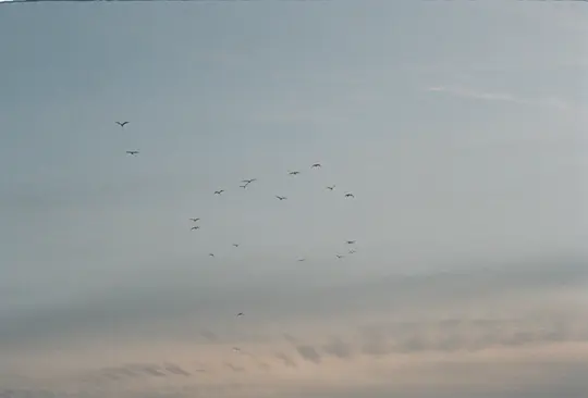 Široký záběr hejna malých, tmavých ptáků letících po mdlé modrošedé obloze s náznaky růžové.