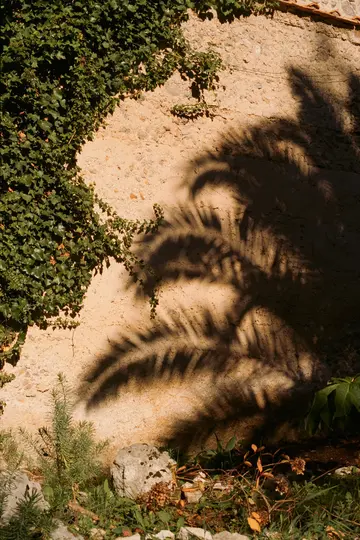 Osluněná, texturovaná béžová stěna je zleva částečně pokryta tmavě zeleným břečťanem. Velký, tmavý stín palmového listu...