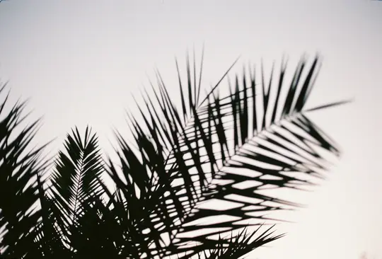 Minimalistická fotografie tmavých, siluetních palmových listů na světlém, téměř bílém nebi. Některé listy jsou ostře