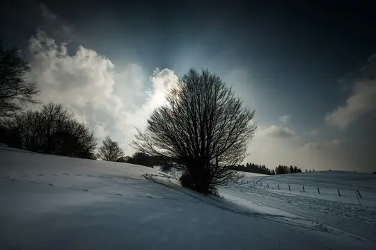 Et bredt billede af et snedækket landskab under en overskyet himmel med et stort, bart træ i silhuet i midten.
