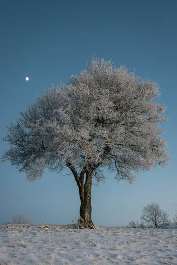 Et majestætisk træ, dets nøgne grene tungt dækket af hvid rimfrost, står på en snedækket mark under en klar blå himmel...