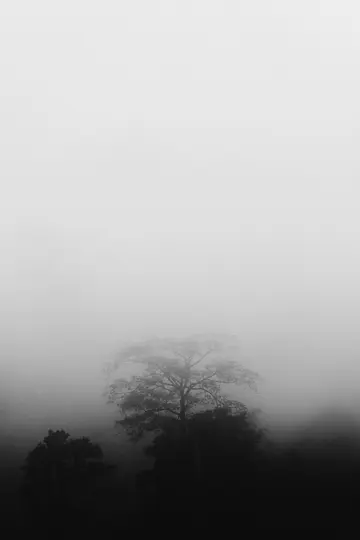 Une photographie en noir et blanc montre un grand arbre nu partiellement caché par un brouillard épais, avec des arbres plus