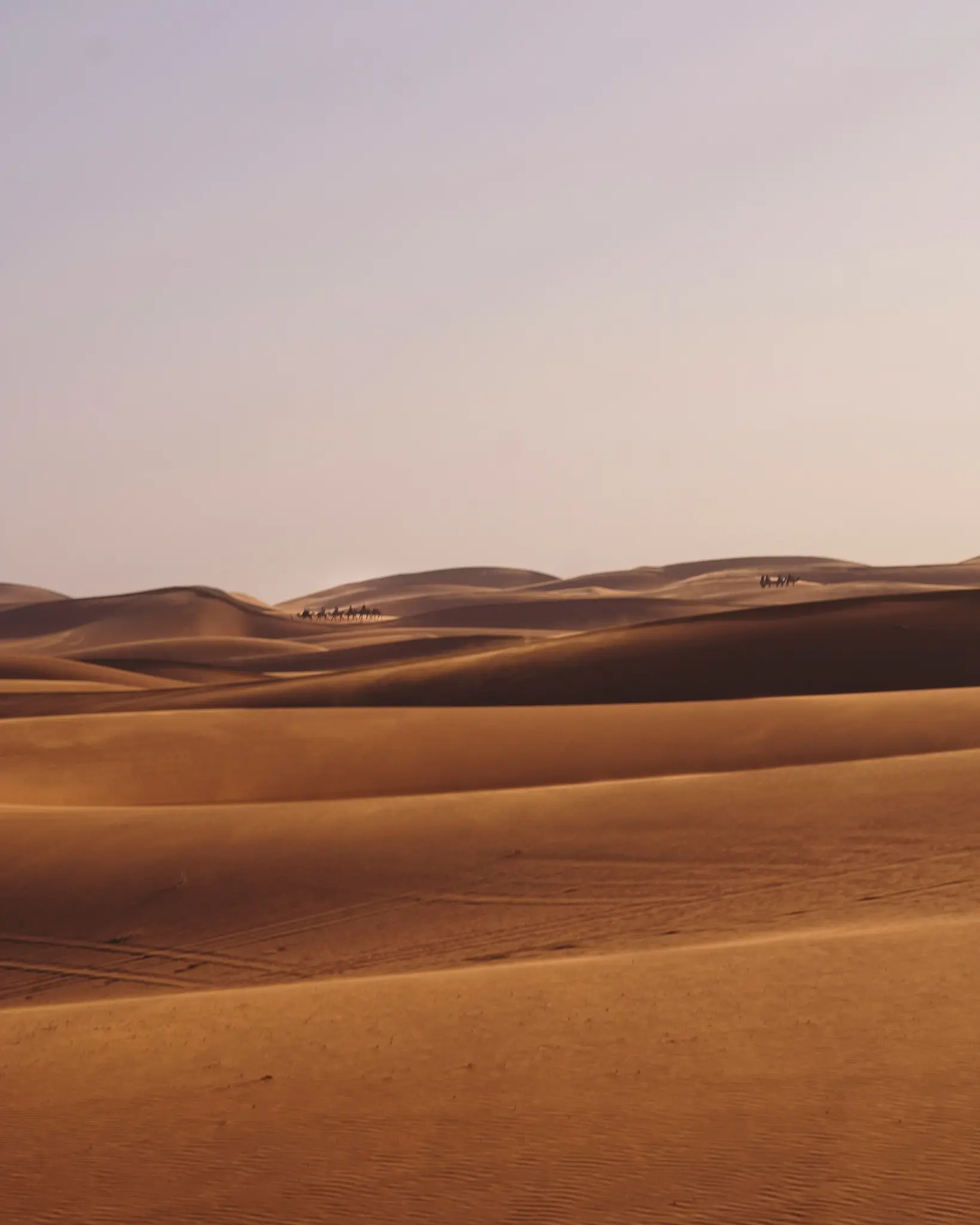A wide landscape shot of a desert with numerous rolling sand dunes under a pale sky. Two small, distant camel caravans are…