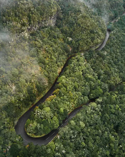 Eine Luftaufnahme zeigt eine dunkle, gewundene Straße, die an einem bewölkten Tag durch einen riesigen, dichten grünen Wald