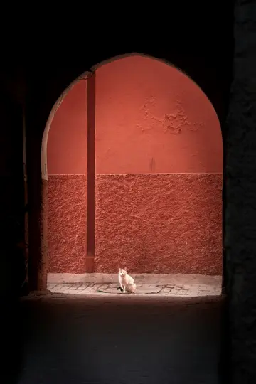 Eine weißbraune Katze sitzt auf einem gepflasterten Boden im Sonnenlicht, eingerahmt von einem dunklen Torbogen. Der