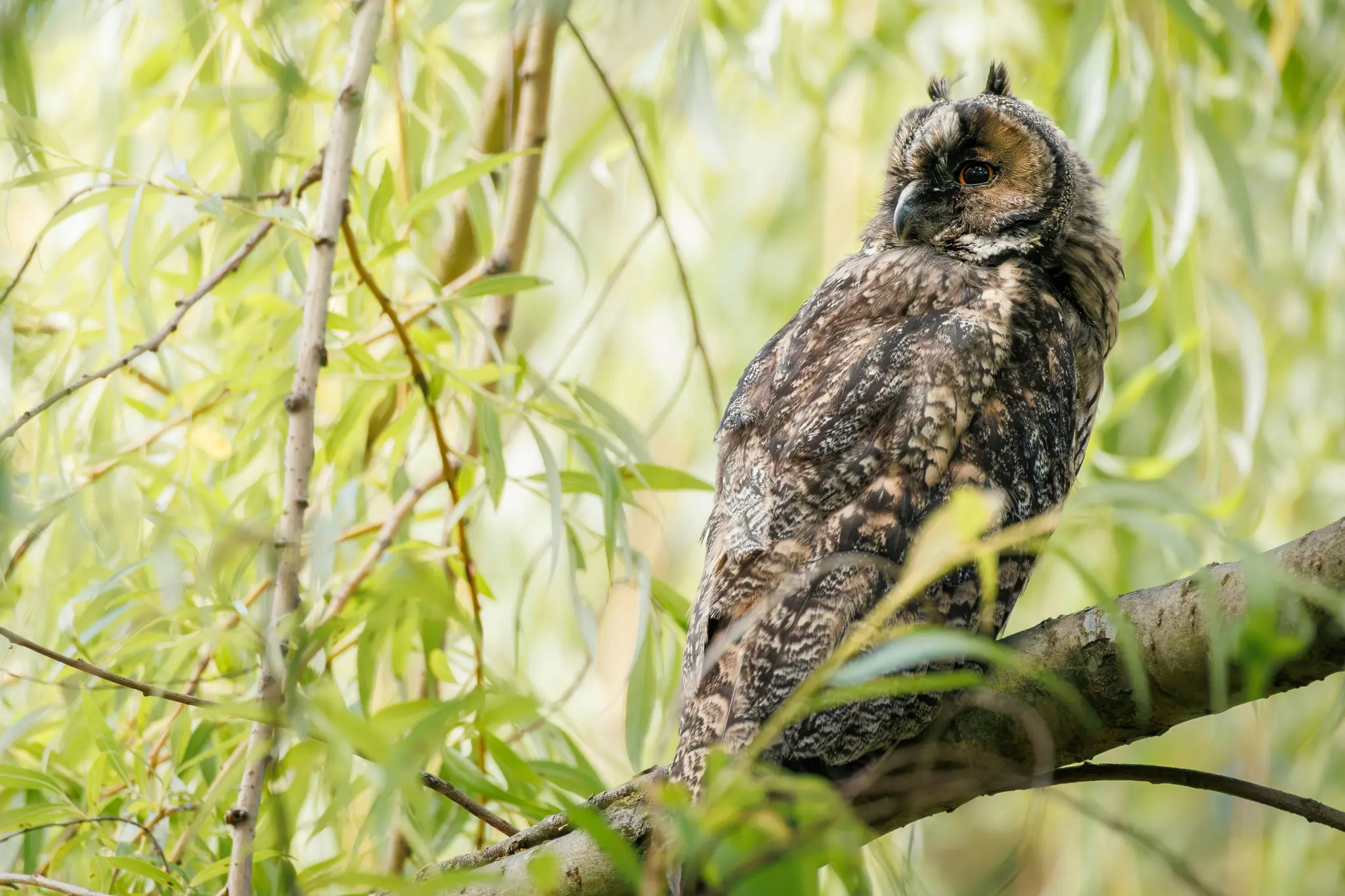 Un búho real con intrincados patrones de plumas marrones y negras se sienta en una rama de árbol, rodeado de hojas verdes