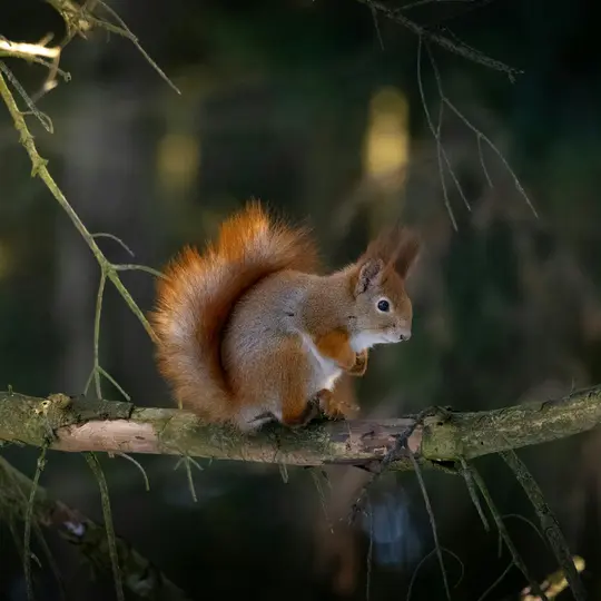 A red squirrel with a bushy tail and prominent ear tufts sits on a mossy tree branch, looking to the right. The background…