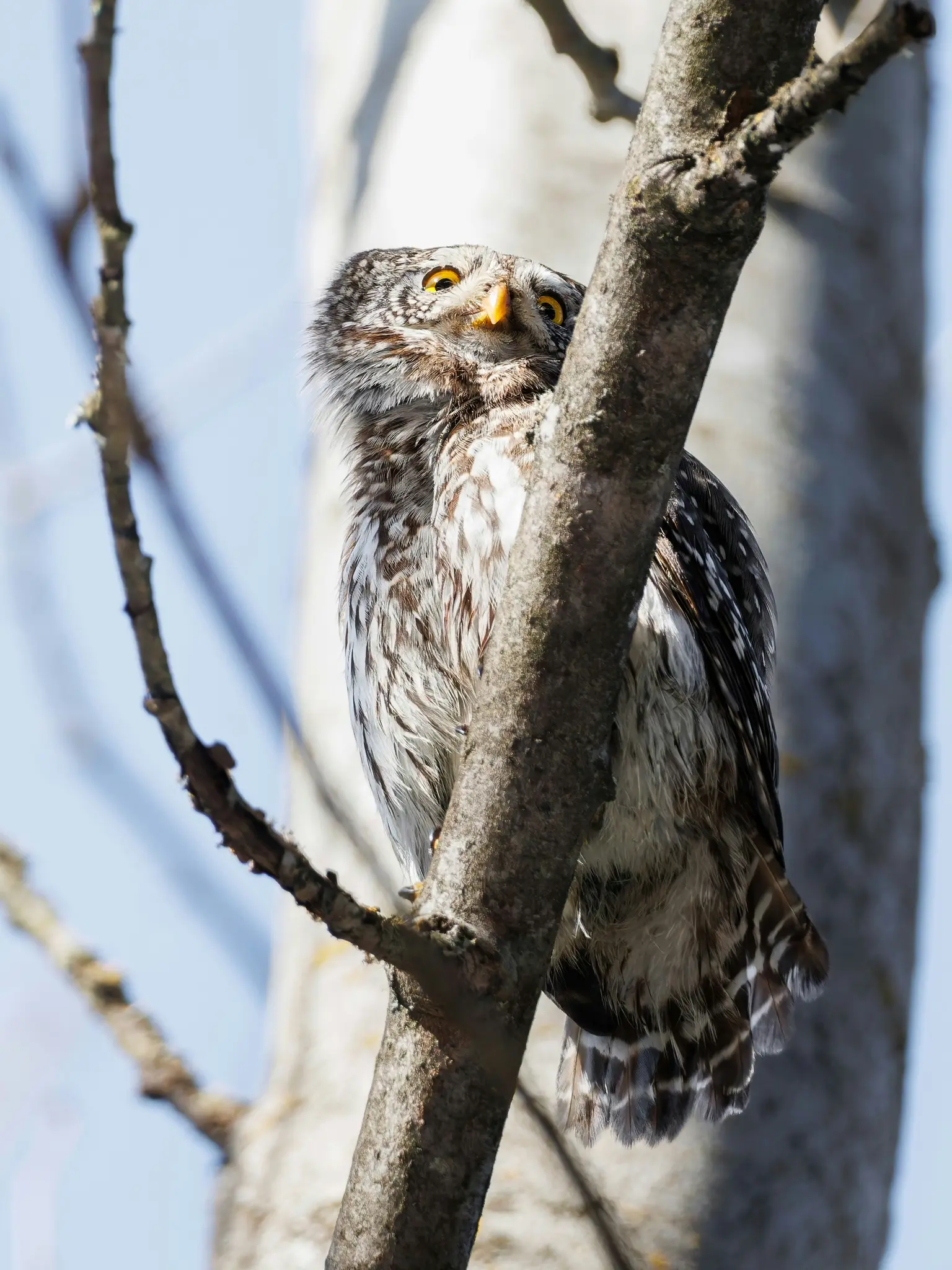 Un petit hibou tacheté brun et blanc avec des yeux jaunes vifs et un bec jaune est perché sur la branche d'un arbre