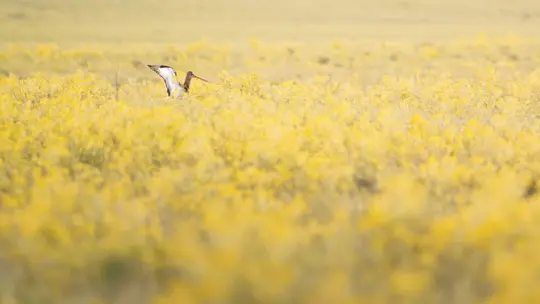 A black-tailed godwit with a long beak and outstretched wings stands in a field of bright yellow flowers.
