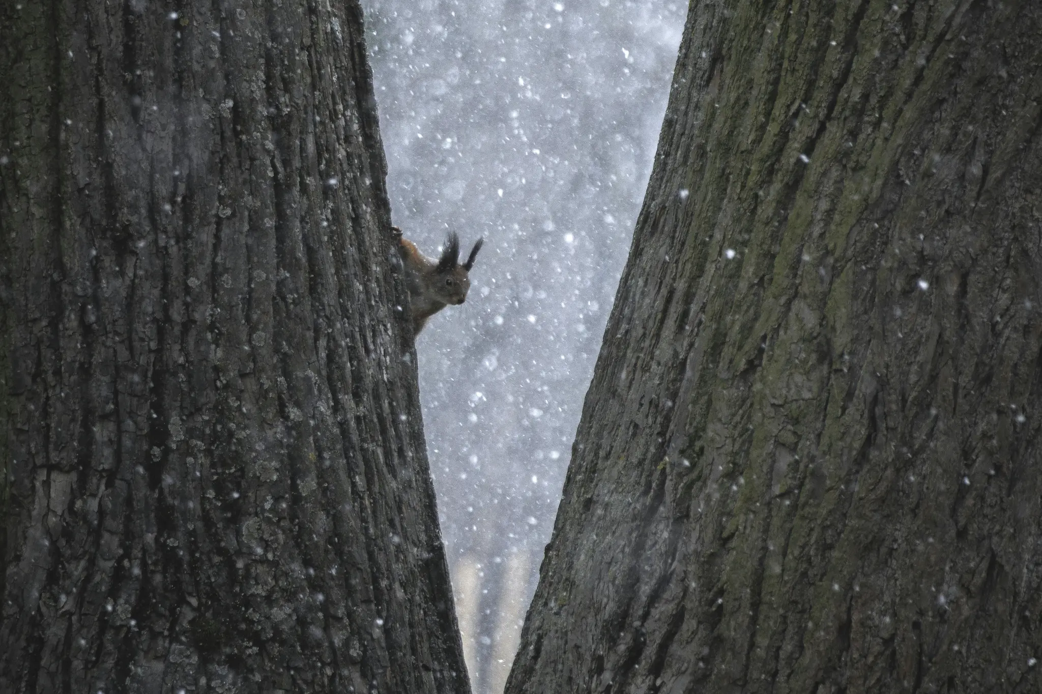 A small brown squirrel with prominent ear tufts peeks from behind a dark tree trunk, looking into a snowy background.