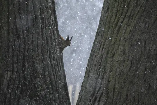 A small brown squirrel with prominent ear tufts peeks from behind a dark tree trunk, looking into a snowy background.