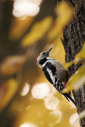A woodpecker with a red head, white face, and black and white body clings to a dark tree trunk. The background is a soft…