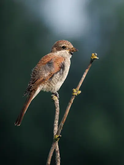 A small bird with speckled brown and white feathers perches on a thin, moss-covered branch against a dark green blurred…