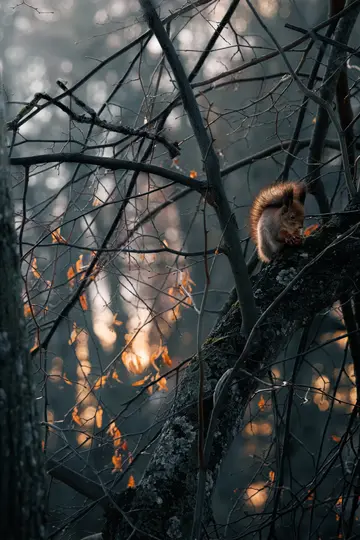 A fluffy red squirrel sits on a mossy tree branch, holding something small. Bare branches frame the scene, with warm…