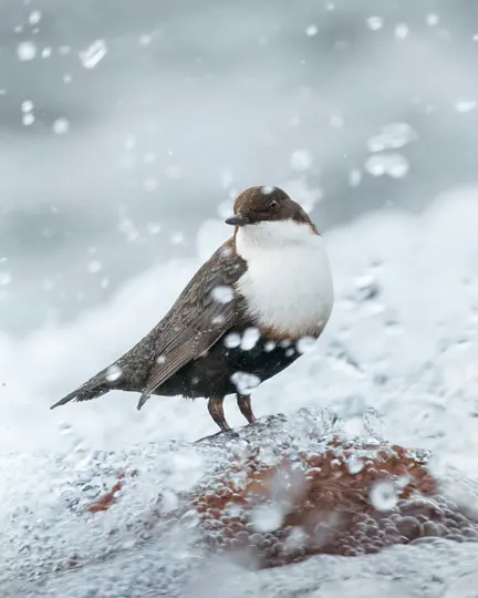A close-up shot of a small bird with a dark brown head and back, and a bright white chest, standing on a wet, reddish-brown…