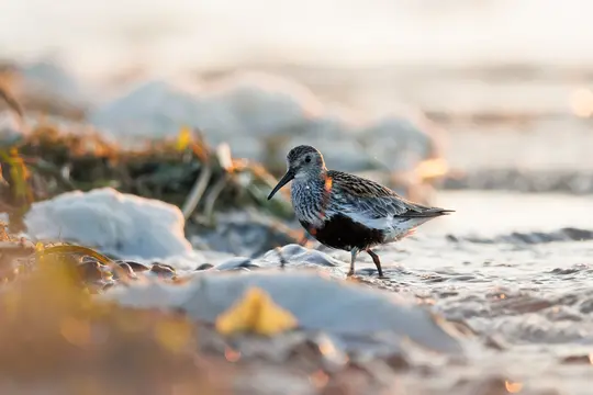 En lille strandfugl med plettet brun og hvid fjerdragt og en sort bug står i lavt vand ved solnedgang.