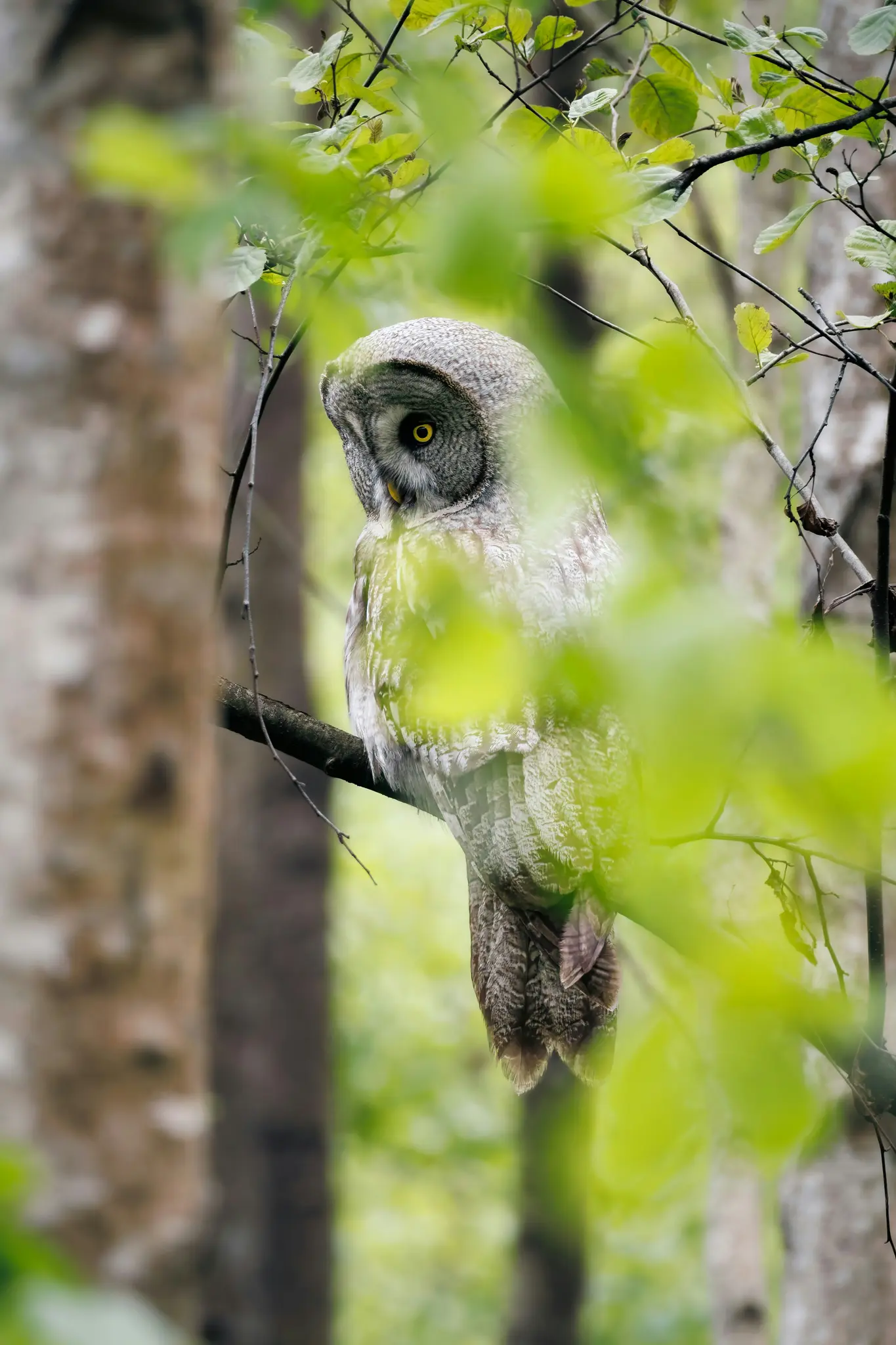Un gran búho gris con plumaje gris y blanco y ojos amarillos brillantes está posado en una rama, mirando hacia su izquierda.