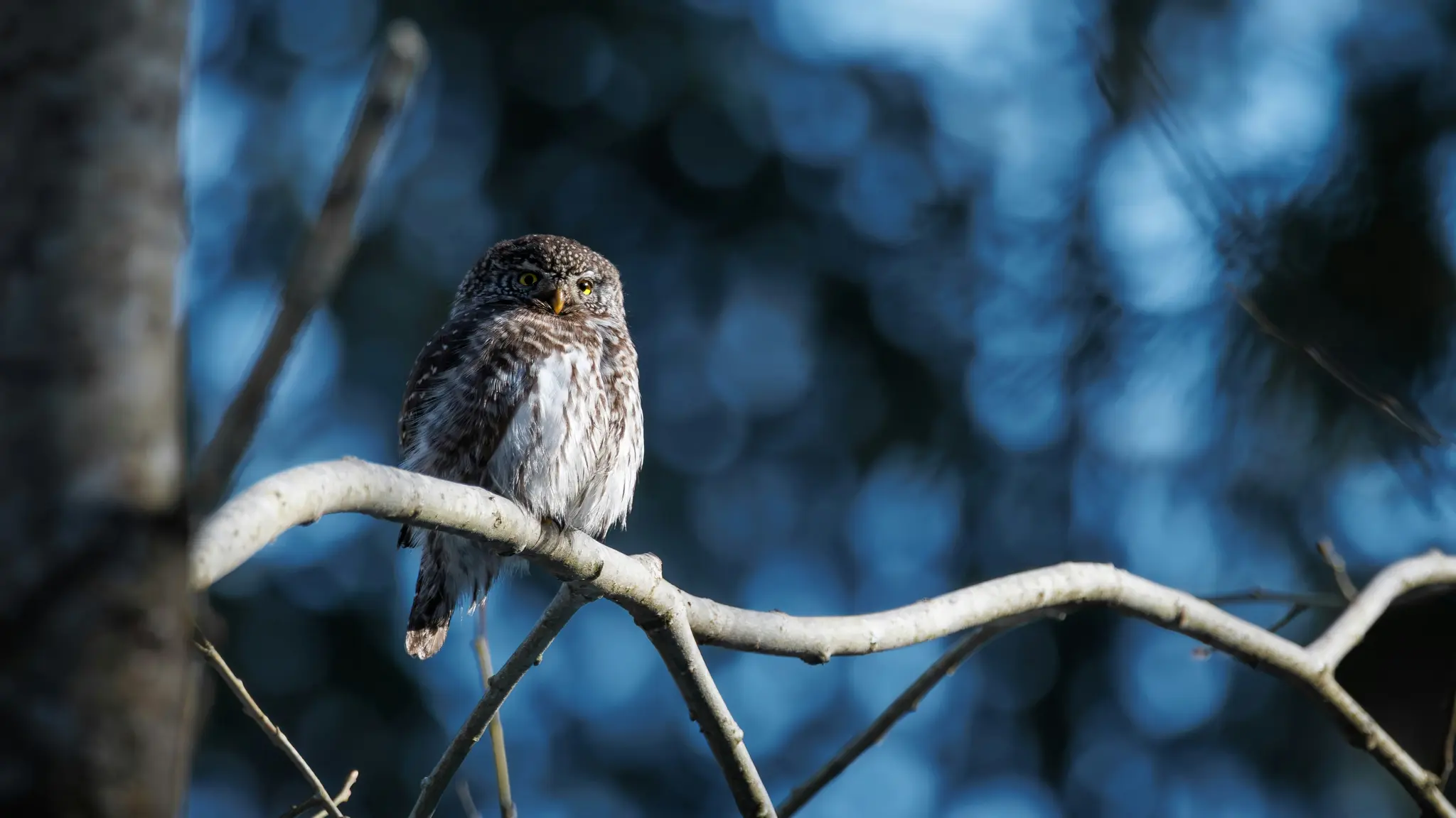 Un pequeño búho, de color marrón y blanco moteado, con brillantes ojos amarillos, se posa en la rama desnuda de un árbol