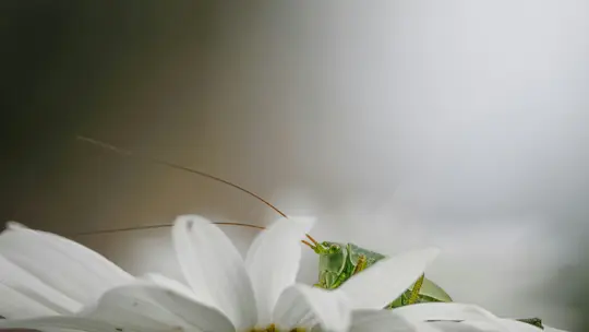 A close-up of a green grasshopper with long antennae, peeking from behind the white petals of a flower.