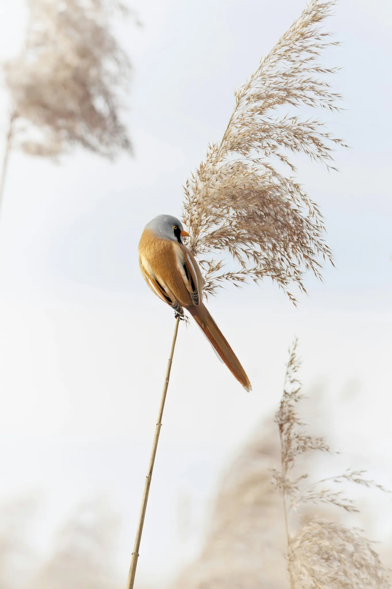 A small, colorful bird, a bearded reedling, with a grey head, black mask, and orange-brown body, perches on a thin reed…