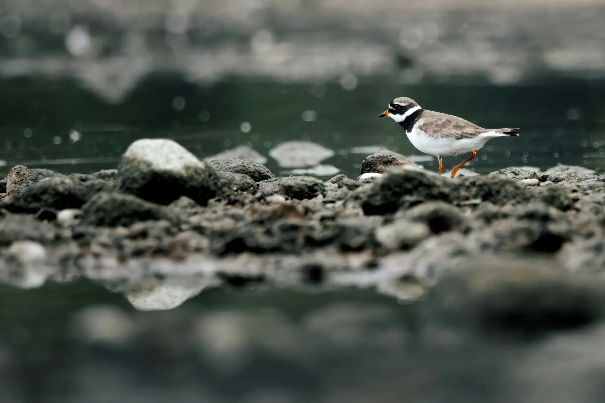 A small plover-like bird with white underparts, brown back, and black and white head markings walks on dark rocks next to…
