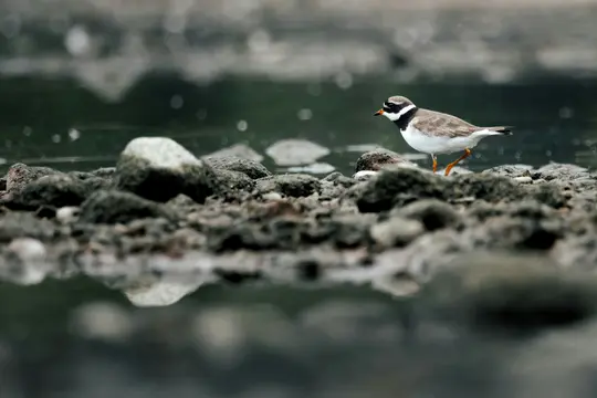 A small plover-like bird with white underparts, brown back, and black and white head markings walks on dark rocks next to…