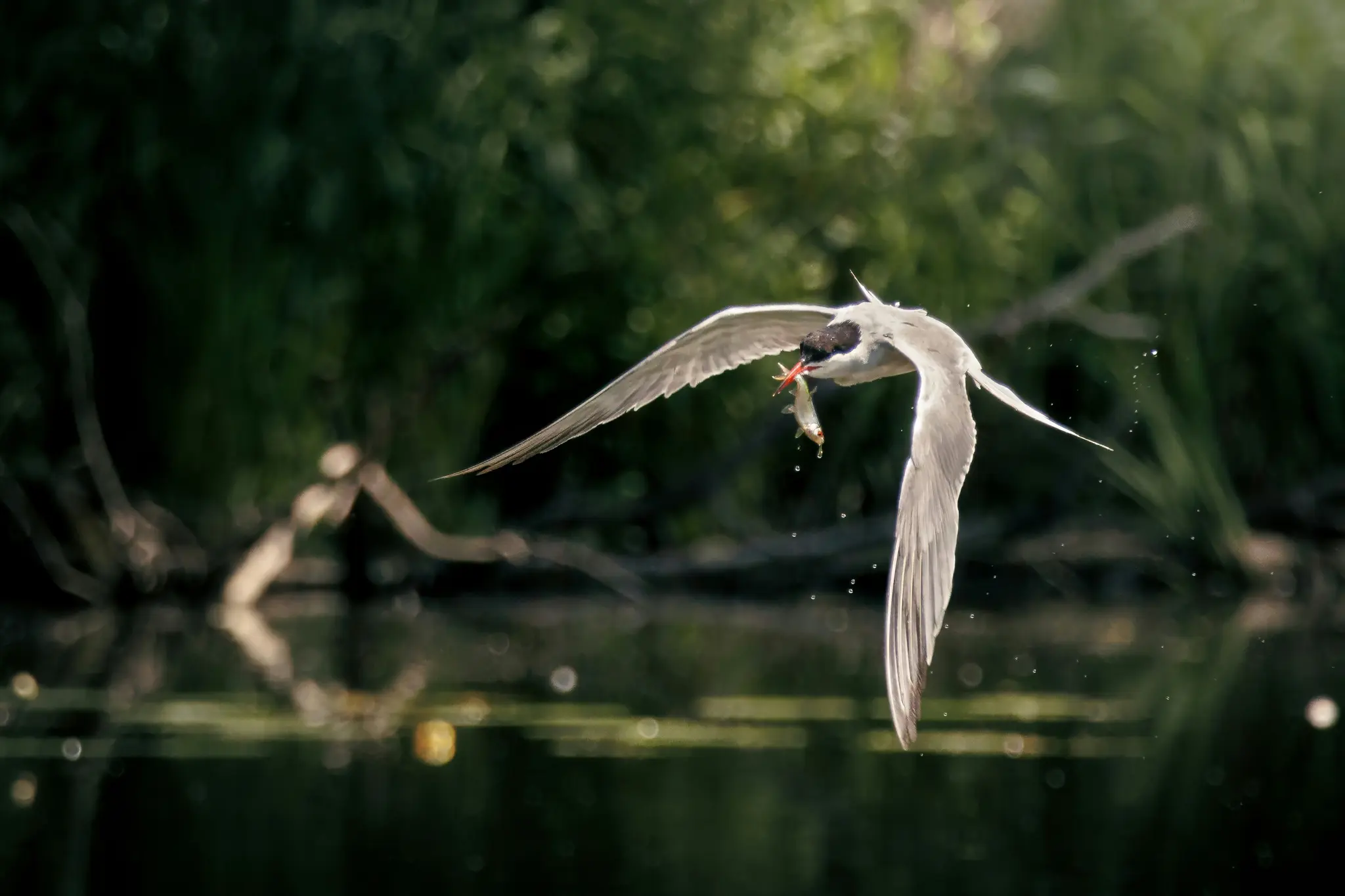 A white and grey bird with a black head flies over dark water, holding a small fish in its red beak. Water droplets fall…