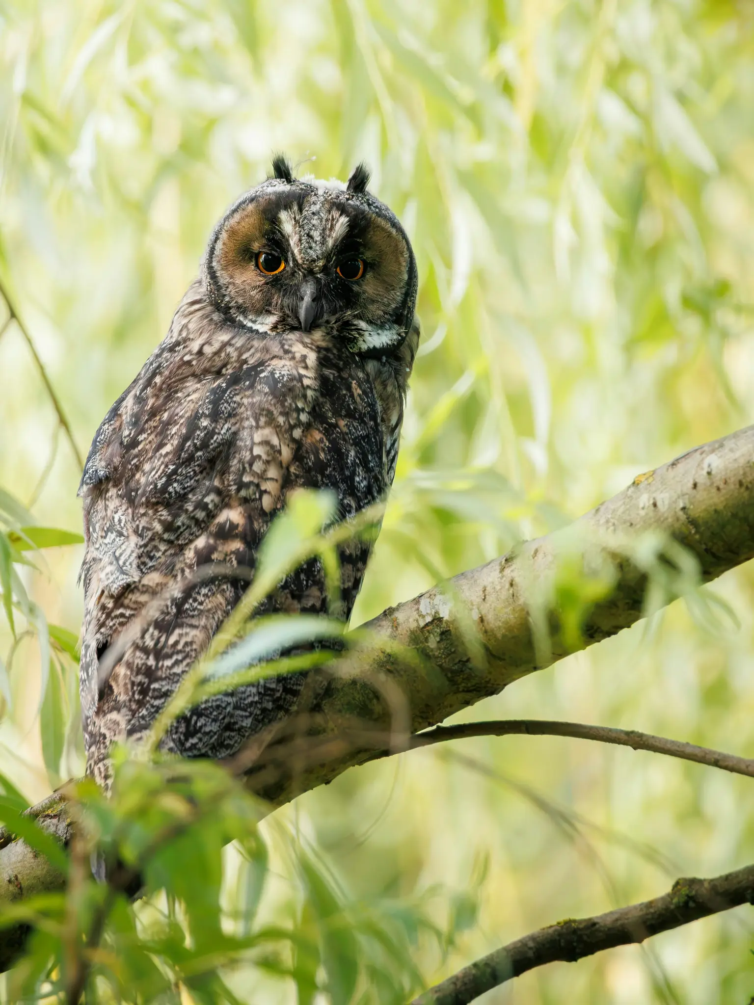 Un búho real con plumaje moteado marrón y blanco y ojos de color naranja brillante está posado en la rama de un árbol