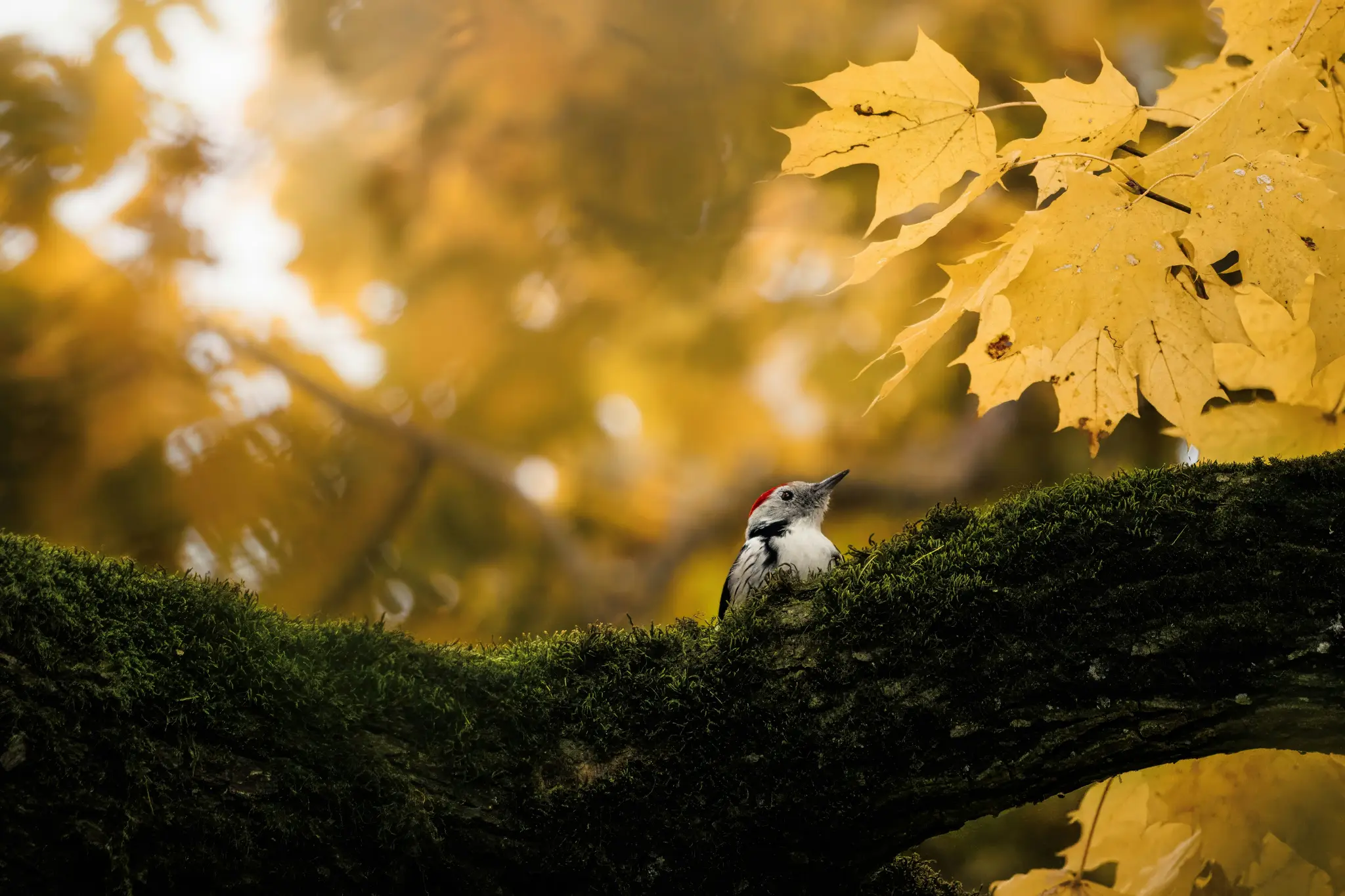 A white-backed woodpecker with a red cap sits on a dark, moss-covered tree branch, looking up. The background is blurred…