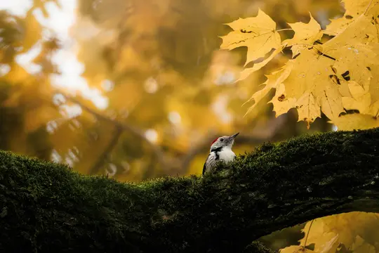 Un pic à dos blanc avec une calotte rouge est assis sur une branche d'arbre sombre et moussue, regardant vers le haut.